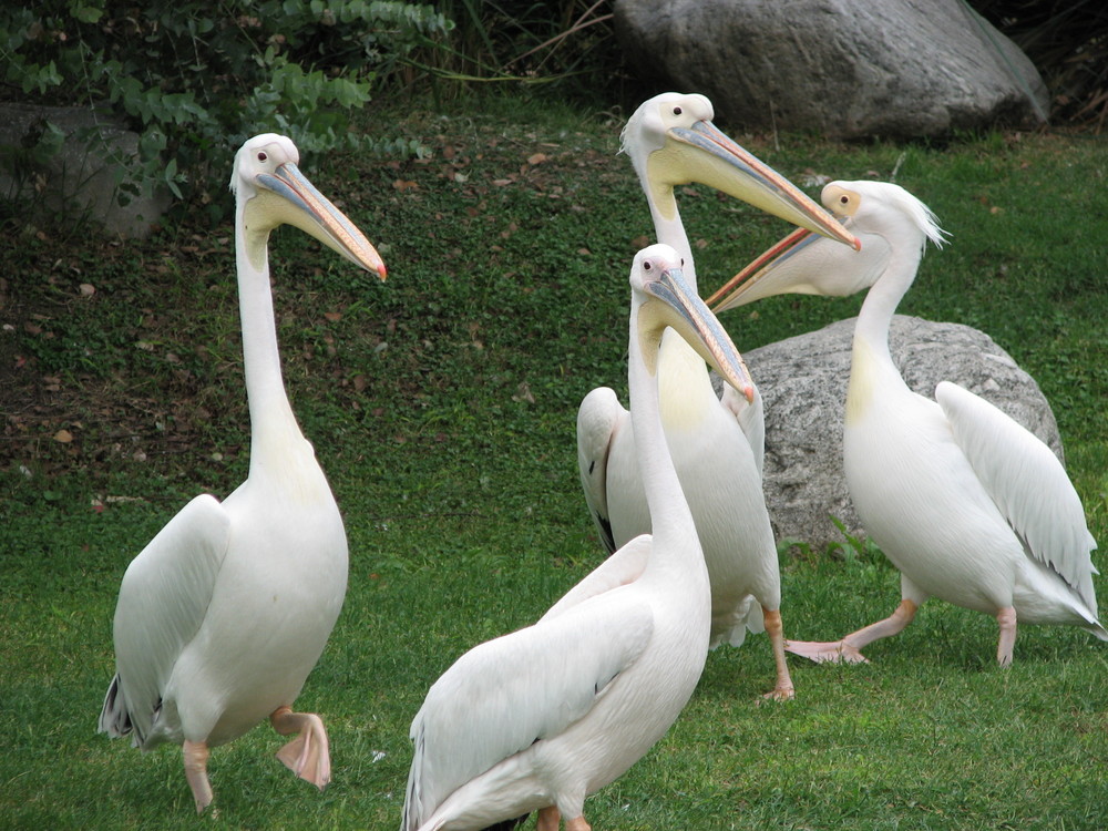 Pelicano africano (Pelecanus onocrotalus)