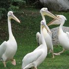 Pelicano africano (Pelecanus onocrotalus)