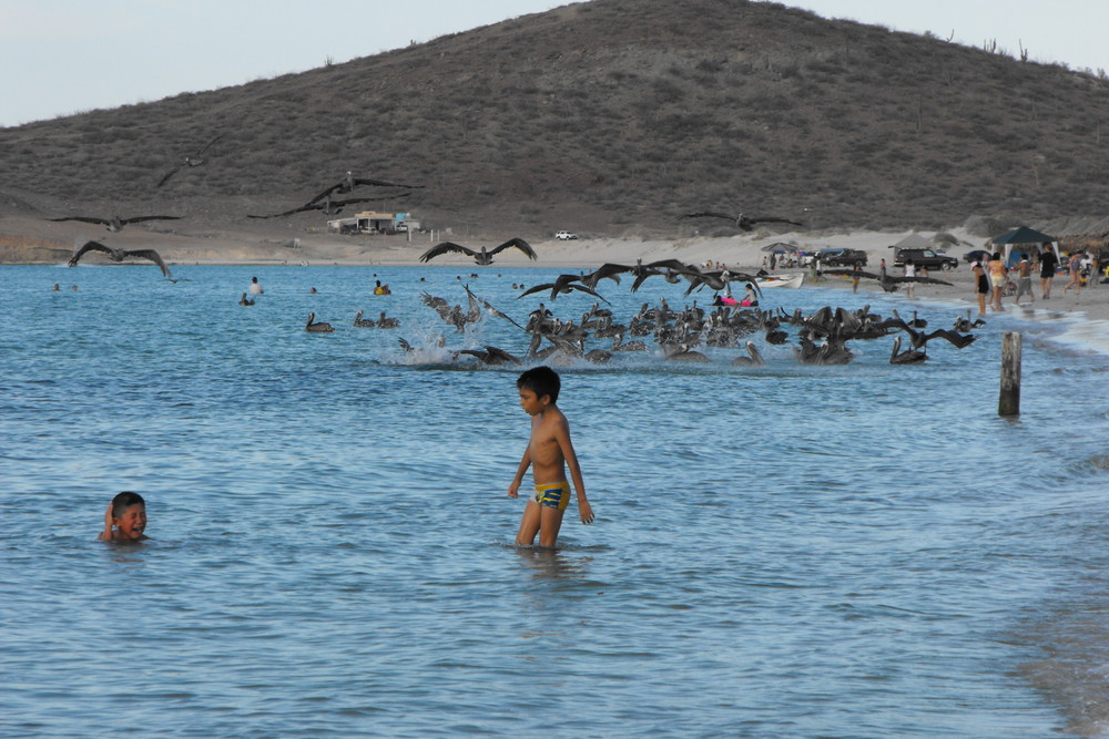 Pelicano comiendo sardinas