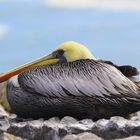 Pelicano descansando