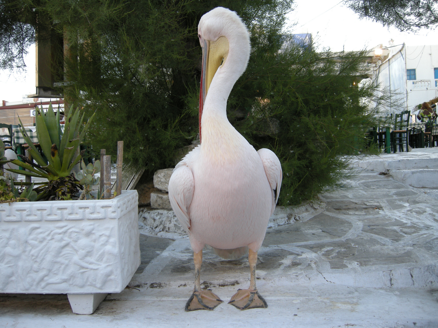 Pelicano  mascota de  Mykonos