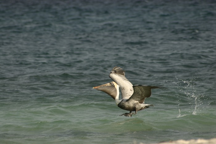 Pelicano mexicano