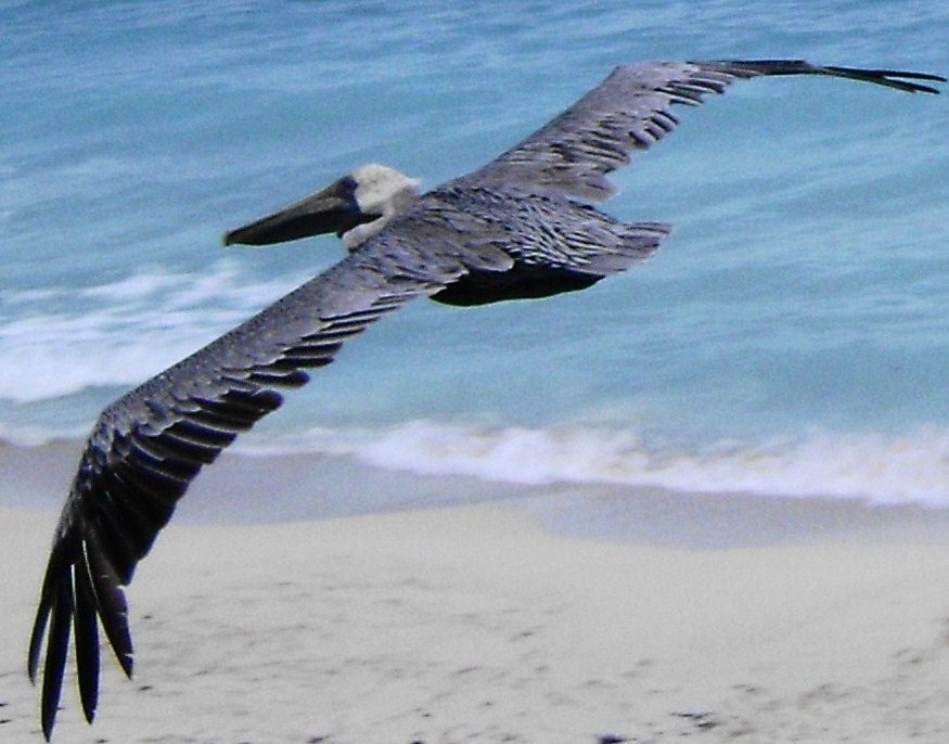 Pelícano sobre azul