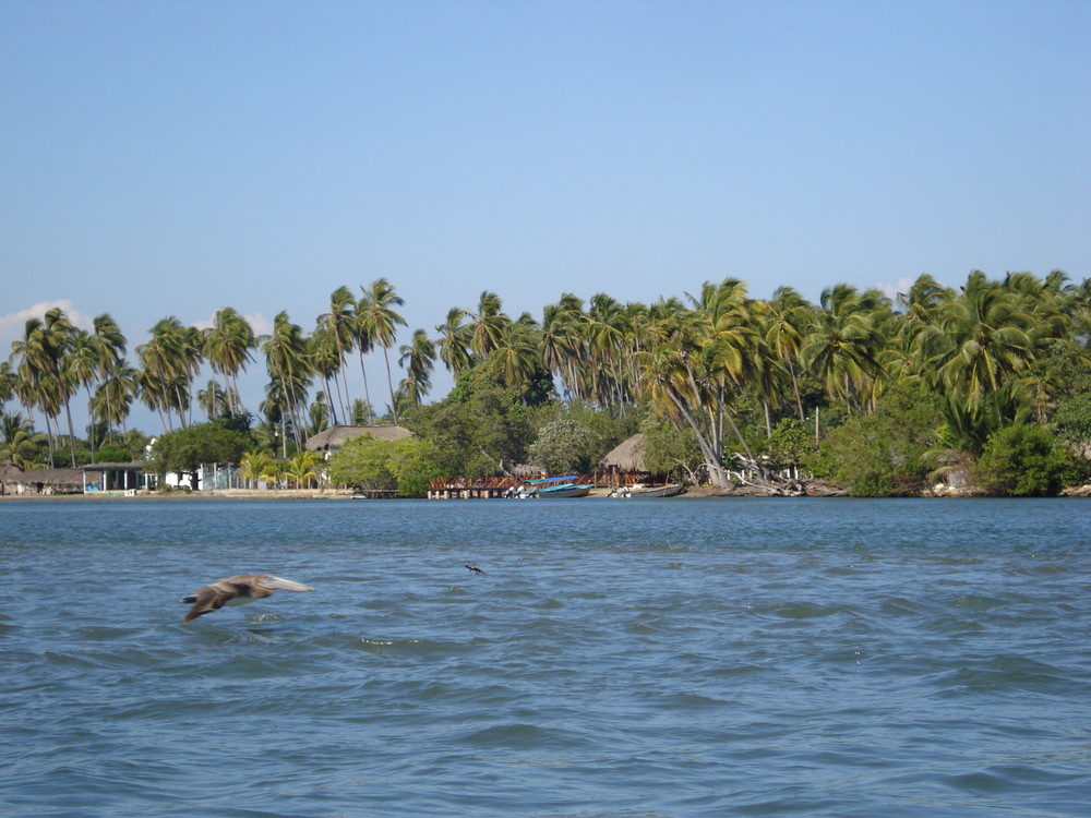 pelicano y cocotales