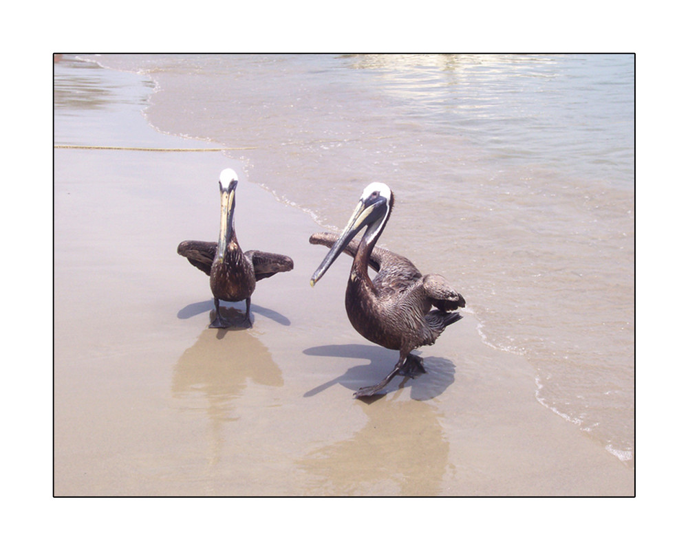 Pelicanos