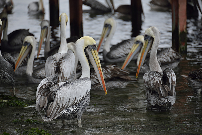 Pelicanos