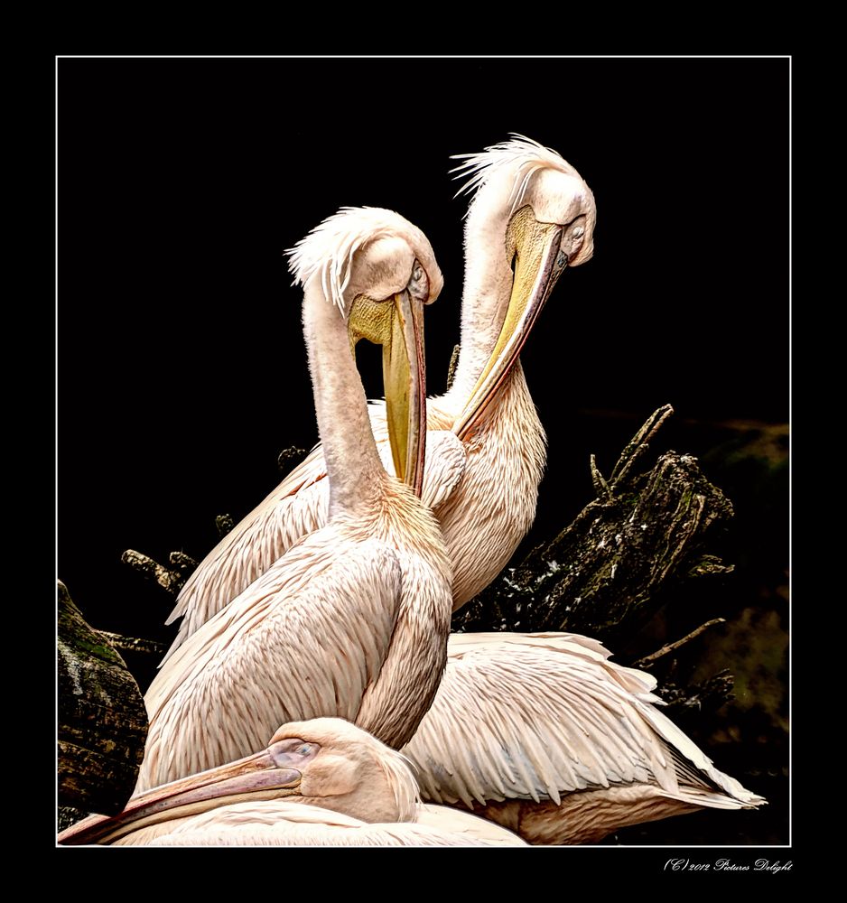 - Pelicanos -