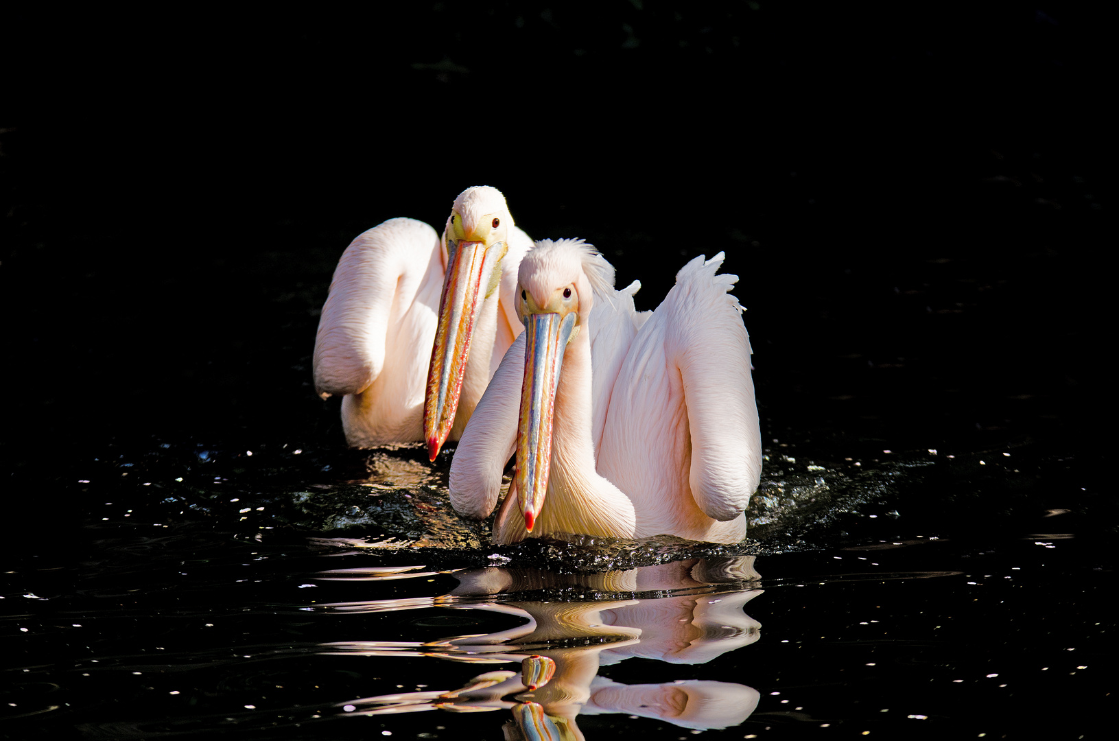 Pelicanos