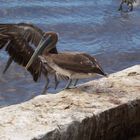 Pelicanos . Cumaná. Edo-Sucre . Venezuela