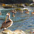 Pelicanos de la Caleta