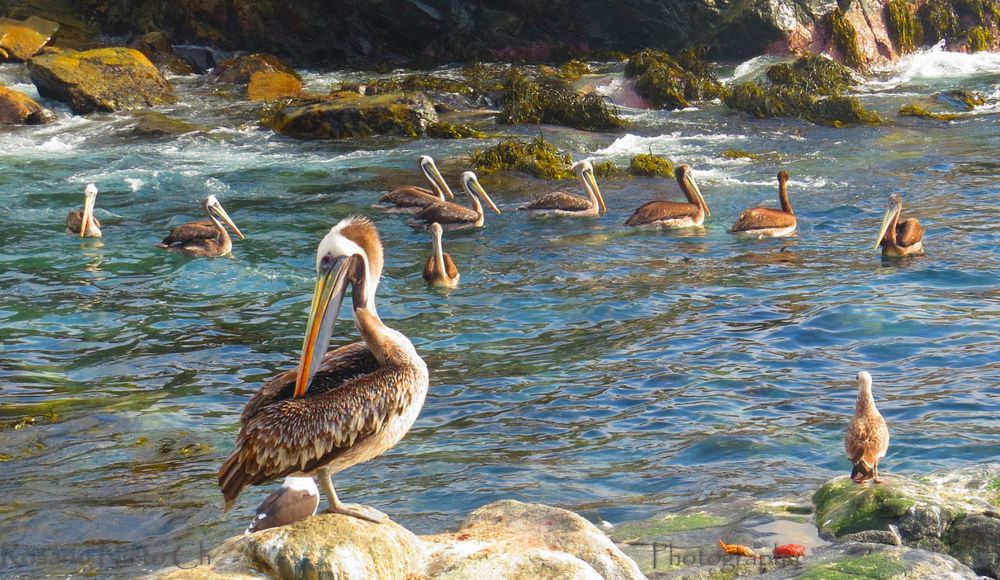 Pelicanos de la Caleta