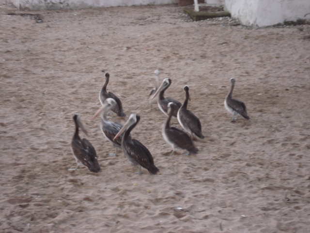 PELICANOS DE PASEO POR LA PLAYA