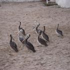 PELICANOS DE PASEO POR LA PLAYA