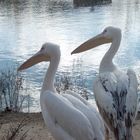 Pelicanos en Faunia (Madrid)