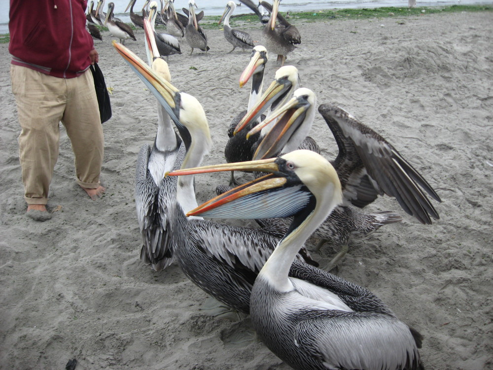 Pelicanos en Paracas