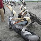 Pelicanos en Paracas