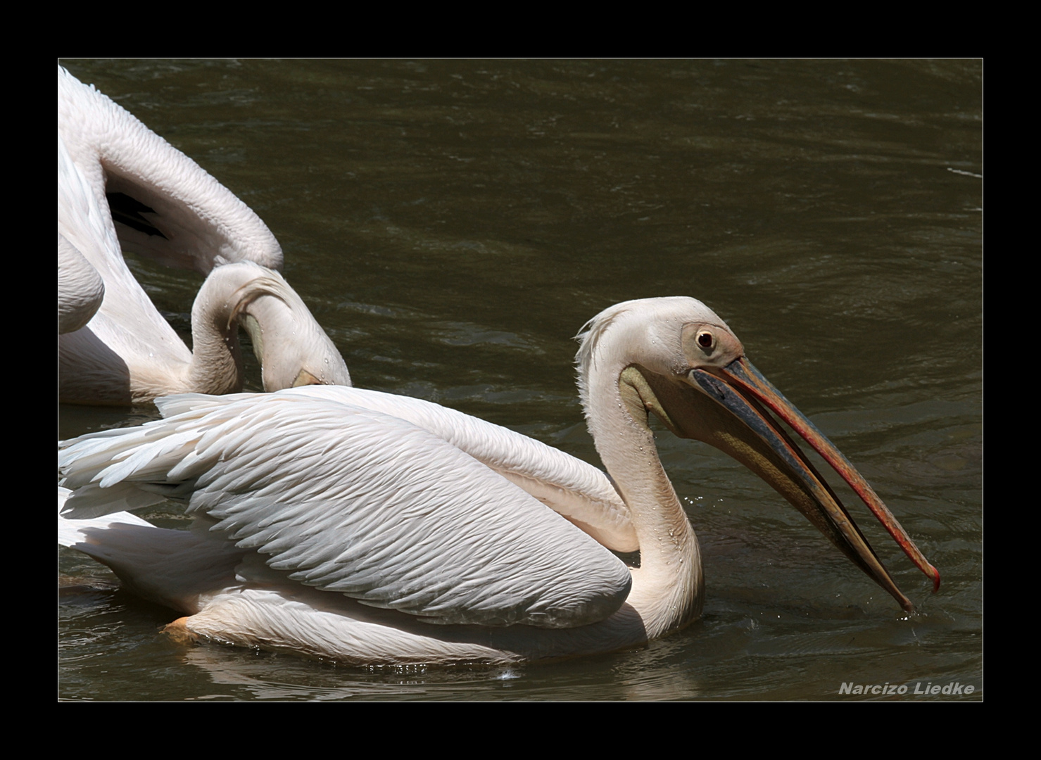 Pelicanos I