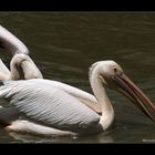 Pelicanos I