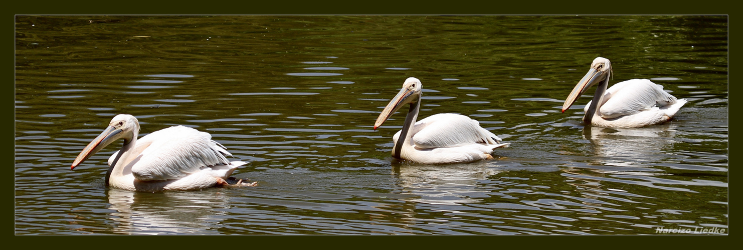 Pelicanos II