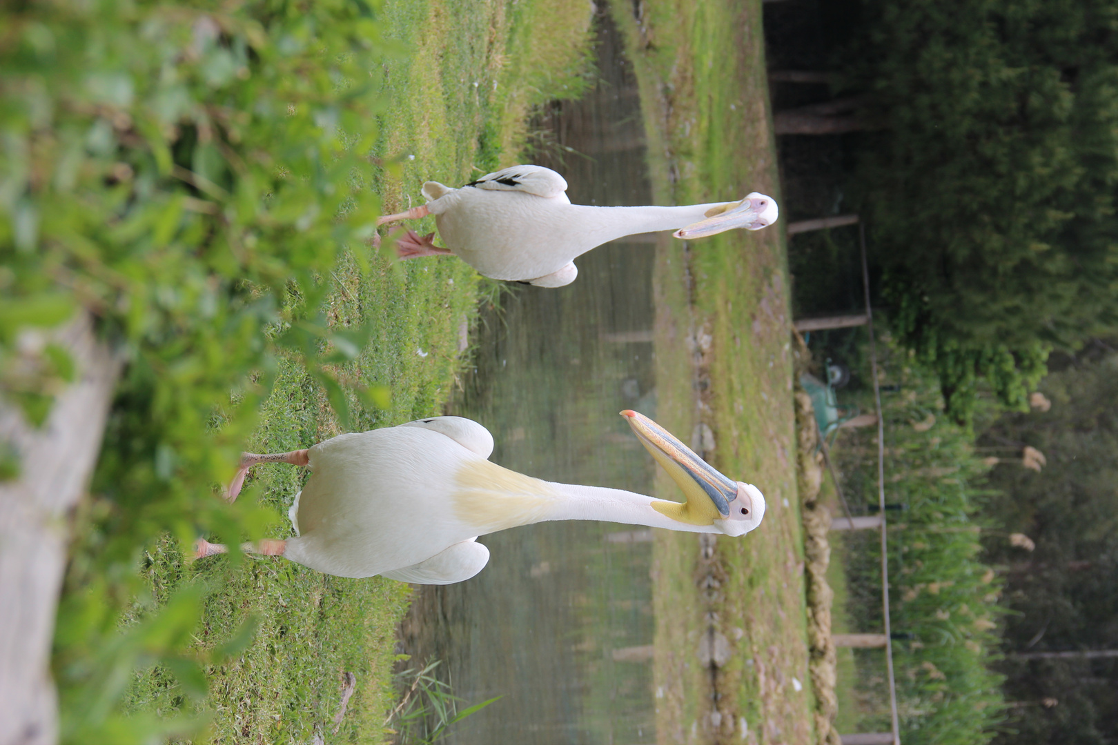 Pelicans