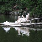 Pelicans