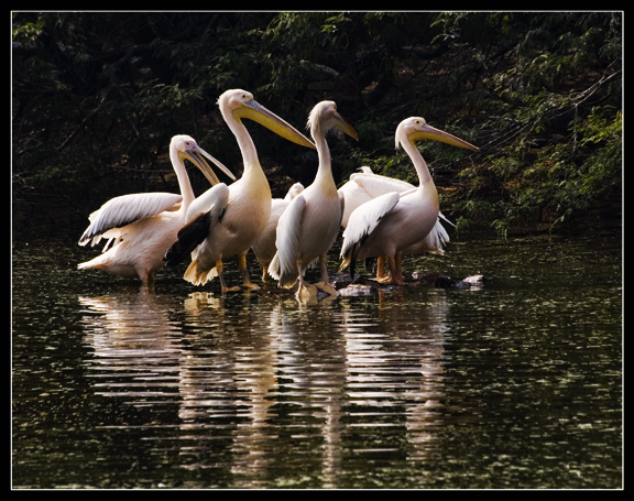 Pelicans