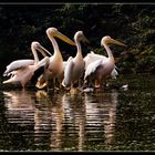 Pelicans