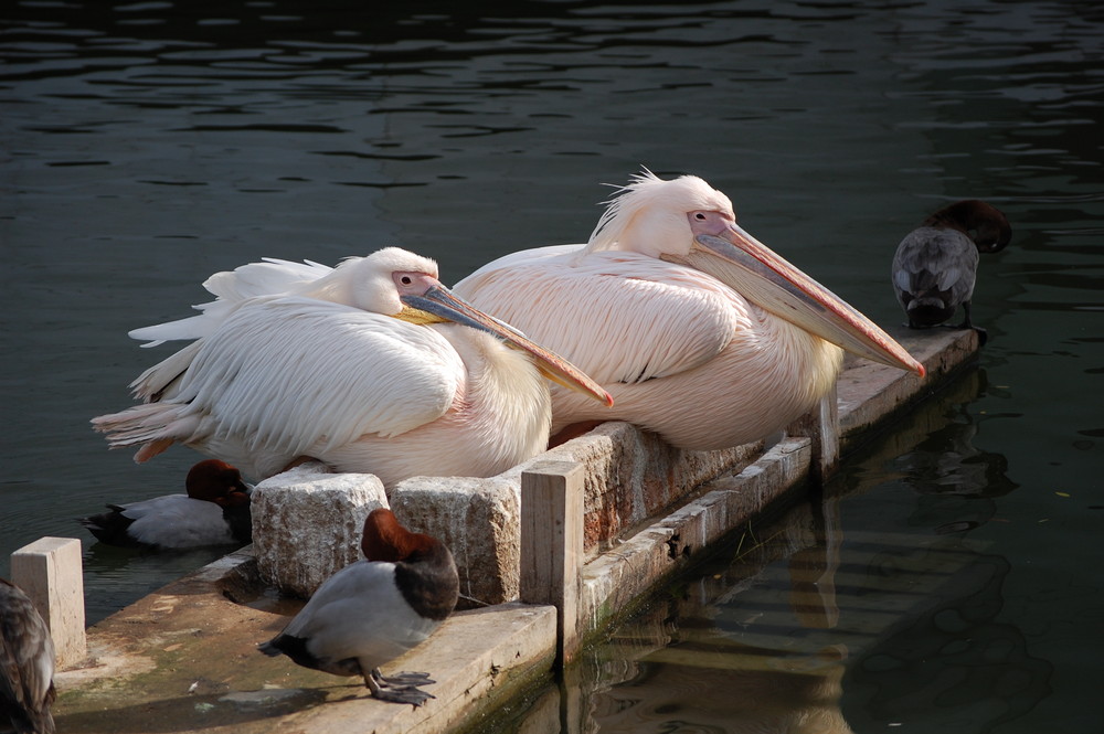 Pelicans