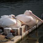 Pelicans