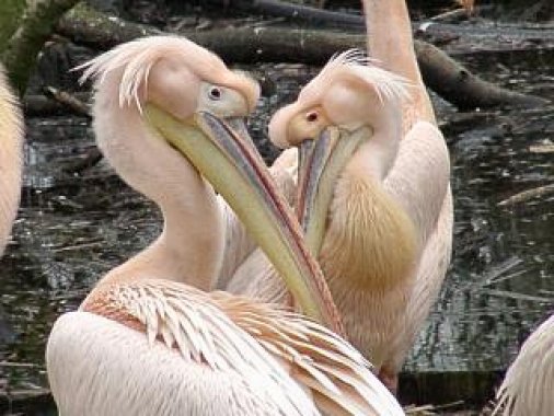 Pelicans