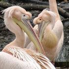 Pelicans