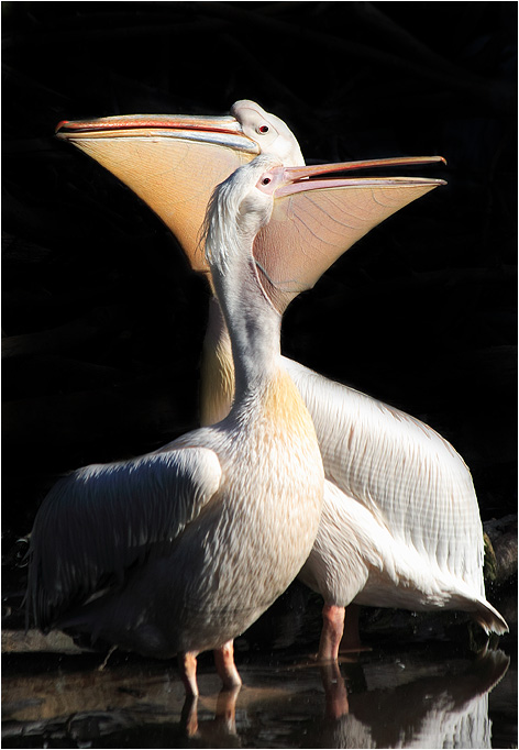 Pelicans