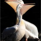 Pelicans