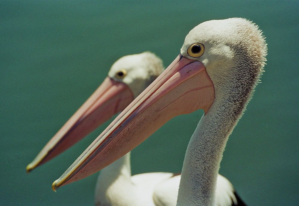 Pelicans