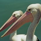 Pelicans