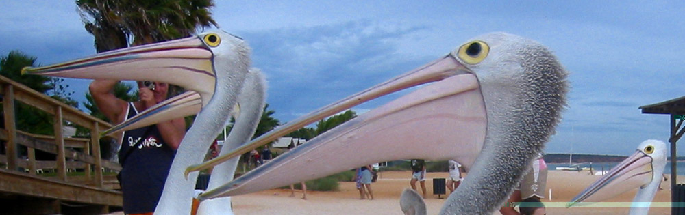 Pelicans