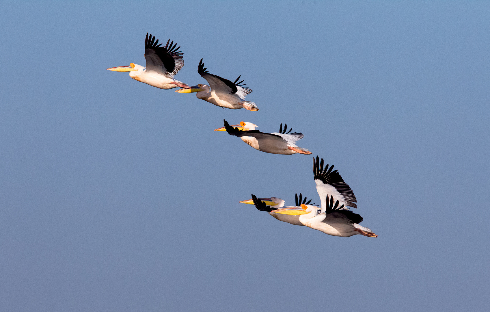 Pelicans