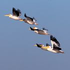 Pelicans