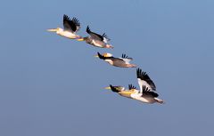 Pelicans