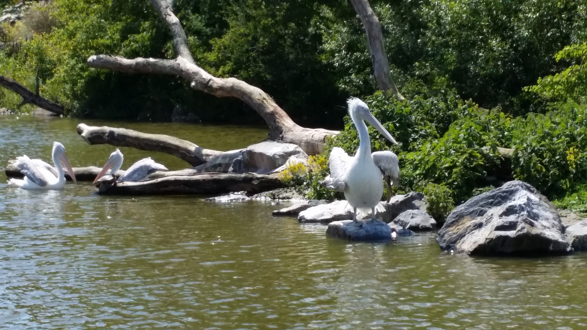 Pélicans..