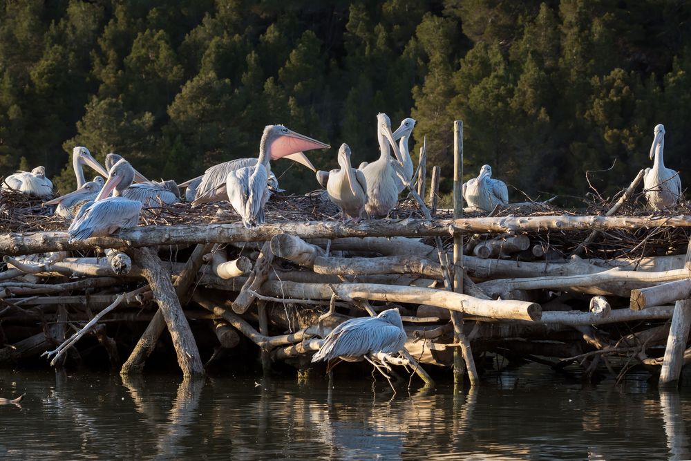 Pélicans à dos rosé