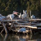 Pélicans à dos rosé