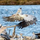 Pelicans