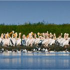 pelicans