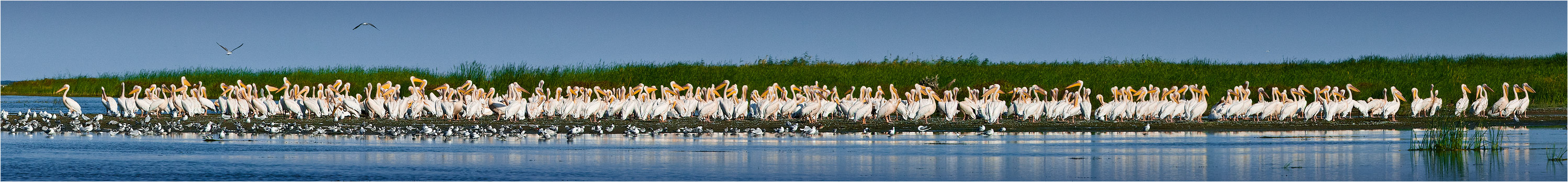 pelicans