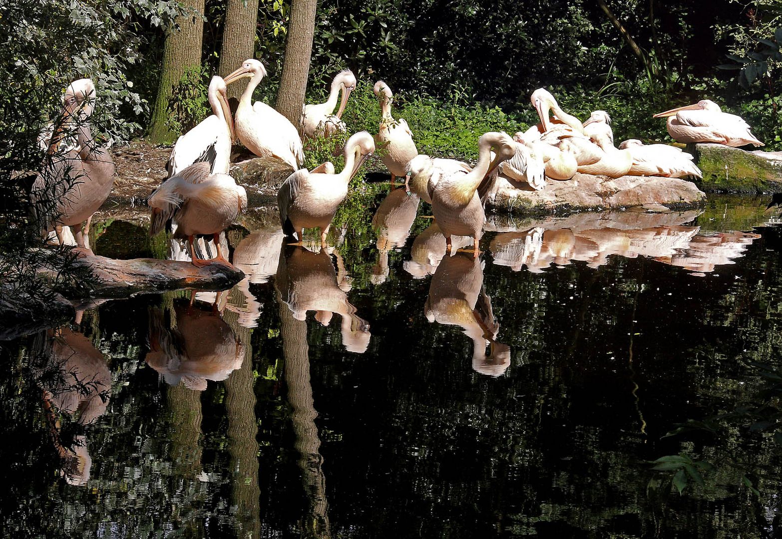 Pelicans and reflection