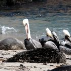 Pelicans and Seals