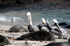 Pelicans and Seals