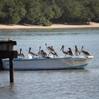 Pelicans at Bucco Bay