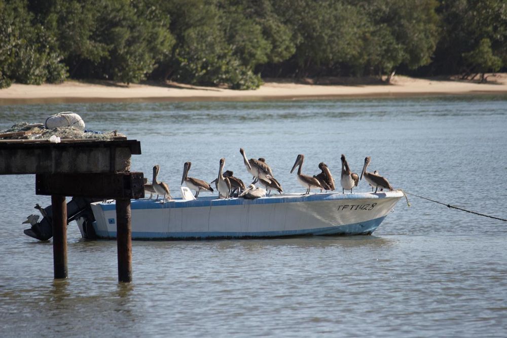 Pelicans at Bucco Bay